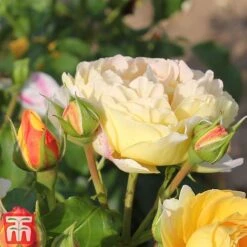 Rose 'Belle Du Jour' -NAOMI Plant Shop belle4