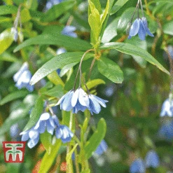 Sollya Heterophylla -NAOMI Plant Shop bluebell creeper
