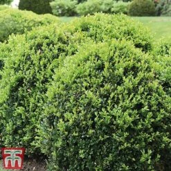 Box Ball -NAOMI Plant Shop box ball2