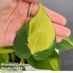 Philodendron Scandens Brasil -NAOMI Plant Shop brasil