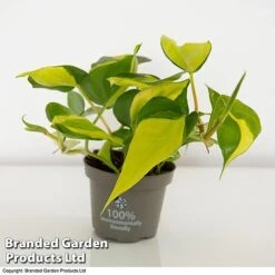 Philodendron Scandens Brasil -NAOMI Plant Shop brasil2