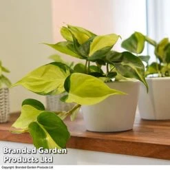 Philodendron Scandens Brasil -NAOMI Plant Shop brasil4