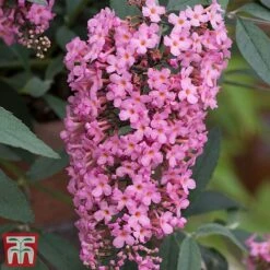 Buddleja 'Pink Cascade' -NAOMI Plant Shop budd casc b