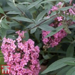 Buddleja 'Pink Cascade' -NAOMI Plant Shop budd casc d