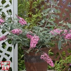 Buddleja 'Pink Cascade' -NAOMI Plant Shop budd casc e