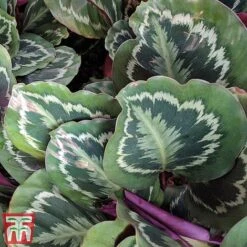 Calathea Roseopicta 'Medallion' 26 Calathea Roseopicta 'Medallion' -NAOMI Plant Shop cal1