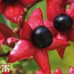 Clerodendrum Trichotomum -NAOMI Plant Shop cal2