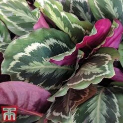 Calathea Roseopicta 'Medallion' 27 Calathea Roseopicta 'Medallion' -NAOMI Plant Shop cal31