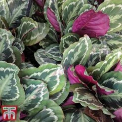 Calathea Roseopicta 'Medallion' 25 Calathea Roseopicta 'Medallion' -NAOMI Plant Shop cal41