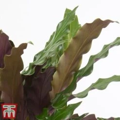 Calathea Rufibarba -NAOMI Plant Shop cala