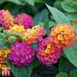 Lantana Camara Calippo Collection -NAOMI Plant Shop cali ora