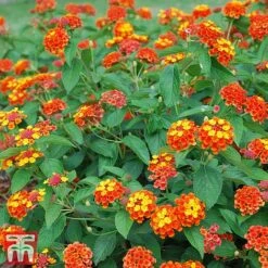 Lantana Camara Calippo Collection -NAOMI Plant Shop cali red1