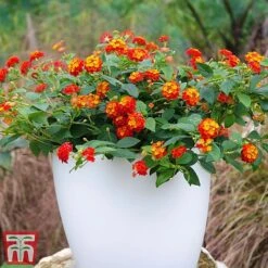 Lantana Camara Calippo Collection -NAOMI Plant Shop cali red5