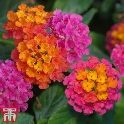 Lantana Camara Calippo Collection -NAOMI Plant Shop cali tut