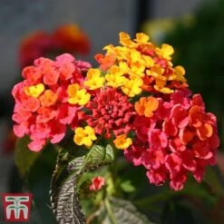Lantana Camara Calippo Collection -NAOMI Plant Shop cali tuti2