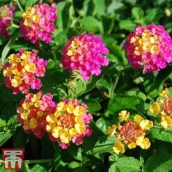Lantana Camara Calippo Collection -NAOMI Plant Shop cali tuti3