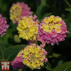 Lantana Camara Calippo Collection -NAOMI Plant Shop cali tuti4