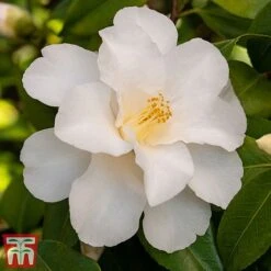 Camellia Japonica 'Silver Anniversary'