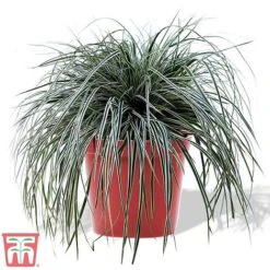 Carex Oshimensis 'Everest' -NAOMI Plant Shop care eve