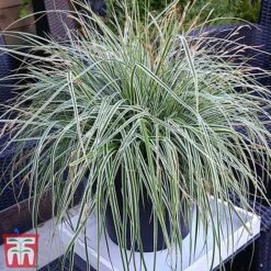 Carex Oshimensis 'Everest' -NAOMI Plant Shop care eve11