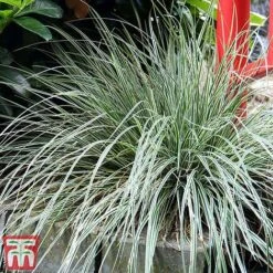 Carex Oshimensis 'Everest' -NAOMI Plant Shop care eve2