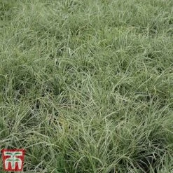 Carex Oshimensis 'Everest' -NAOMI Plant Shop care eve3