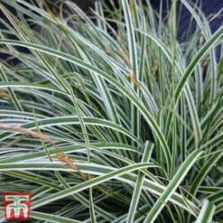 Carex Oshimensis 'Everest' -NAOMI Plant Shop care eve4