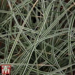 Carex Oshimensis 'Everest' -NAOMI Plant Shop care eve5