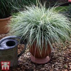 Carex Oshimensis 'Everest' -NAOMI Plant Shop care eve6