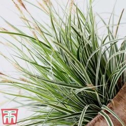 Carex Oshimensis 'Everest' -NAOMI Plant Shop care eve7