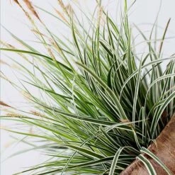 Carex Oshimensis 'Everest' -NAOMI Plant Shop care eve8