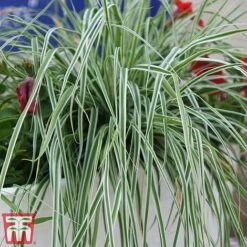 Carex Oshimensis 'Everest' -NAOMI Plant Shop care eve9