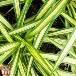 Carex Oshimensis 'Eversheen' (Evercolour Series) -NAOMI Plant Shop carex ever2
