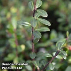 Ilex Crenata 'Caroline Upright' -NAOMI Plant Shop caroline2