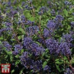 Ceanothus X Delilianus 'Henri Desfosse' -NAOMI Plant Shop cean3