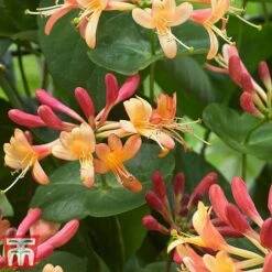 Honeysuckle 'Celestial' -NAOMI Plant Shop cele2