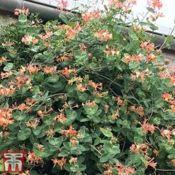 Honeysuckle 'Celestial' -NAOMI Plant Shop cele3