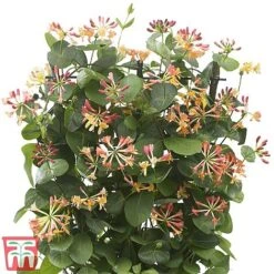 Honeysuckle 'Celestial' -NAOMI Plant Shop cele5