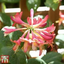 Honeysuckle 'Celestial' -NAOMI Plant Shop cele7