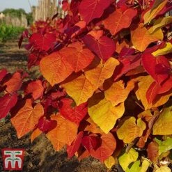 Cercis 'Eternal Flame' -NAOMI Plant Shop cersi