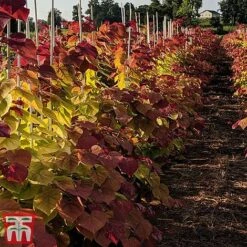 Cercis 'Eternal Flame' -NAOMI Plant Shop cersi2