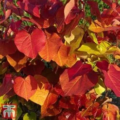 Cercis 'Eternal Flame' -NAOMI Plant Shop cersi3