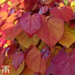 Cercis 'Eternal Flame' -NAOMI Plant Shop cersi5
