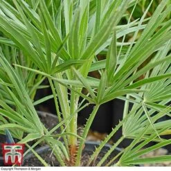Chamaerops Humilis -NAOMI Plant Shop chaM T47762 C1