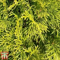Chamaecyparis Obtusa 'Gitte' -NAOMI Plant Shop cham gitt