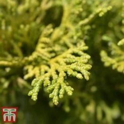 Chamaecyparis Obtusa 'Gitte' -NAOMI Plant Shop cham gitte