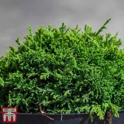 Chamaecyparis Pisifera 'Hime-Sawara' -NAOMI Plant Shop cham hime