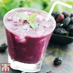 Mulberry 'Charlotte Russe' (Mojo Berry) -NAOMI Plant Shop charl