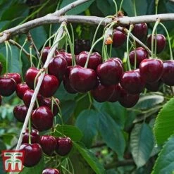 Cherry Patio Duo 'Hedelfinger & Dubbele Meikers' -NAOMI Plant Shop cherry 1