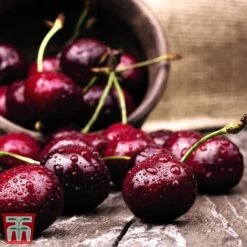 Cherry Duo Patio Fruit Trees